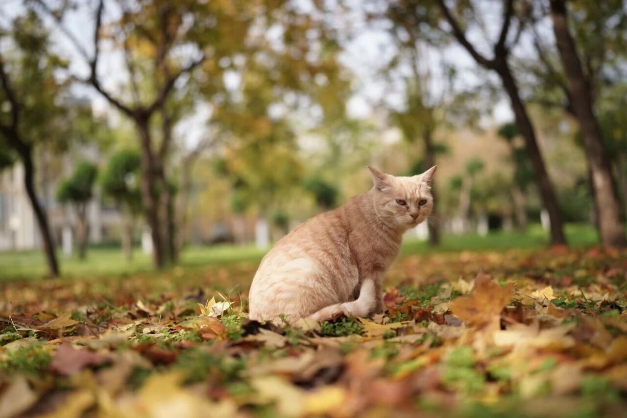 西安工业大学校园里的猫