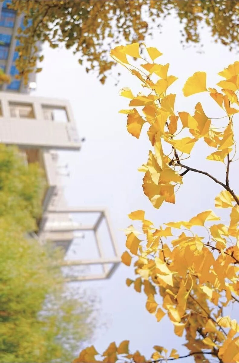 西安工业大学秋日树影