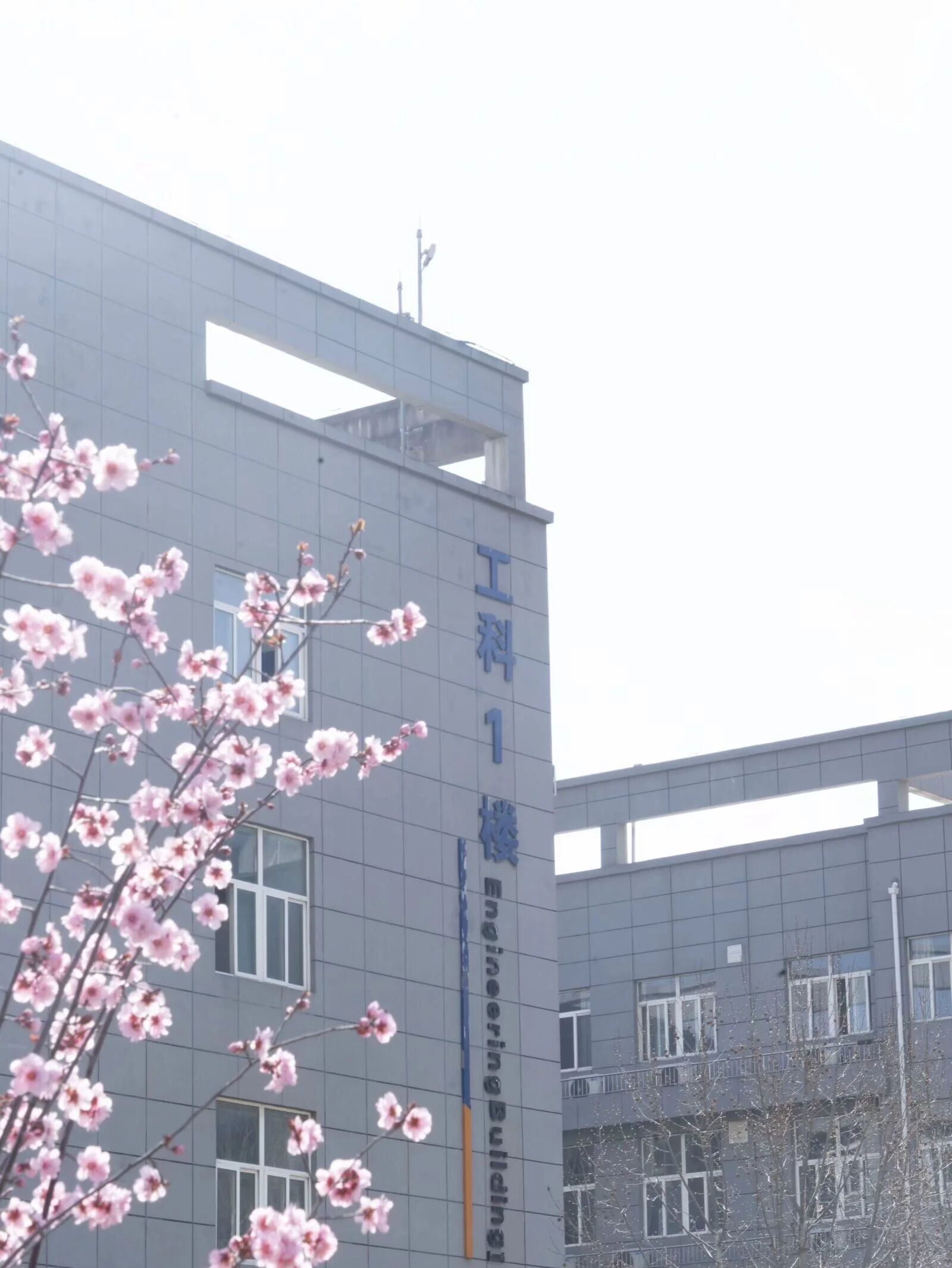 西安工业大学校园建筑与花枝
