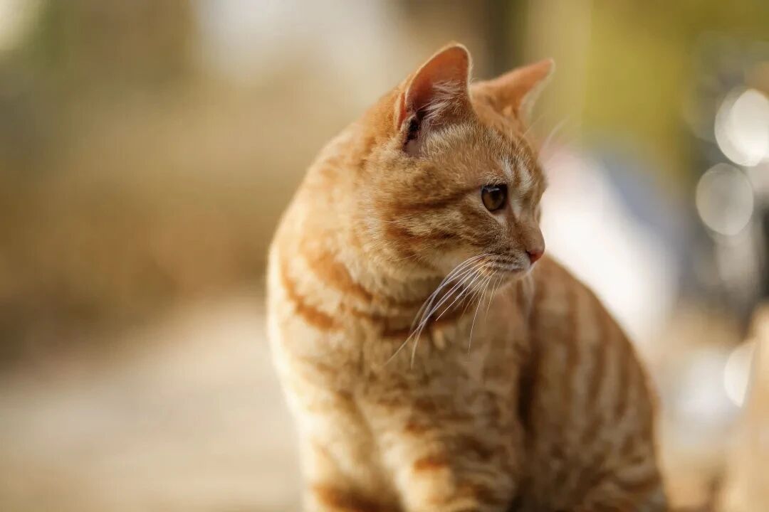 西安工业大学校园里的猫