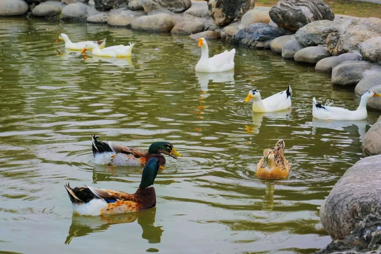西安工业大学湖畔水景与鸭子