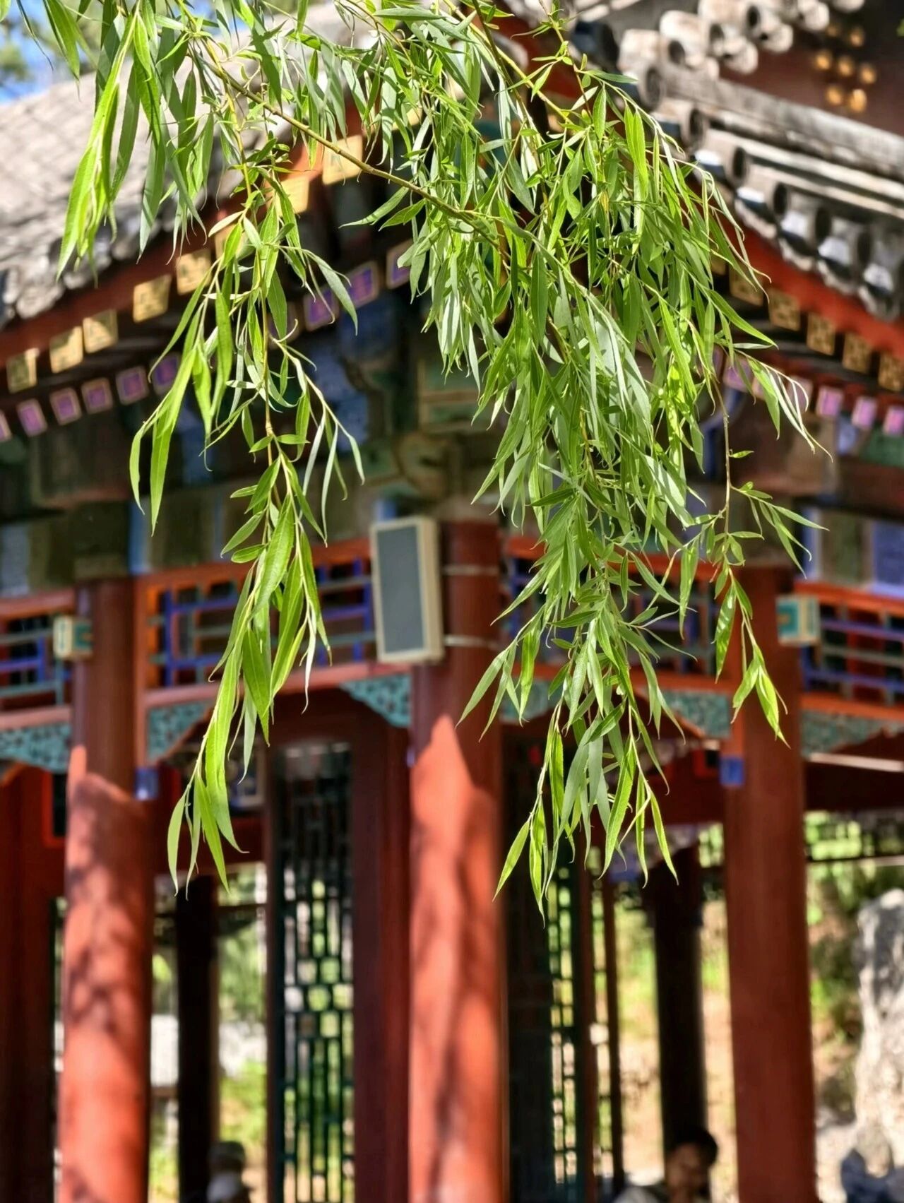 西安工业大学柳树与亭台